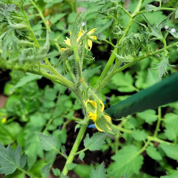 Meet your Posher, Brianna - Picture 1 of 1